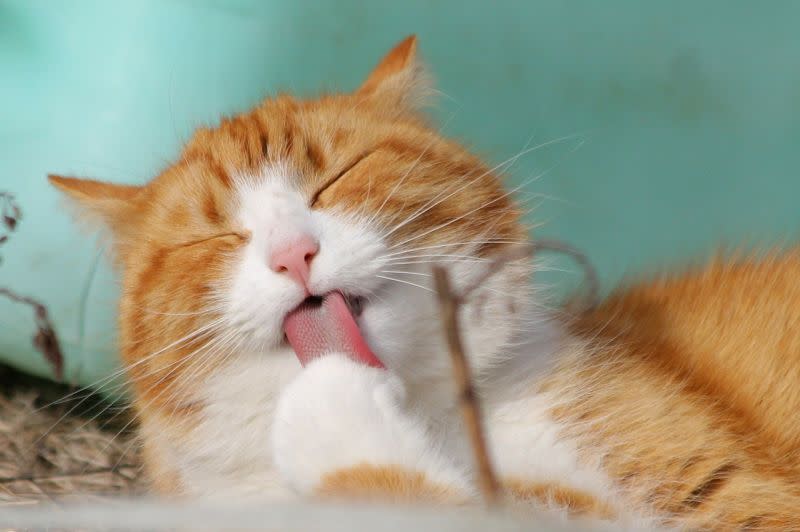 ▲為了追求心靈療癒，再加上費用較低，越來越多日本人養貓，也催生出龐大商機。（圖／翻攝自Pixabay）