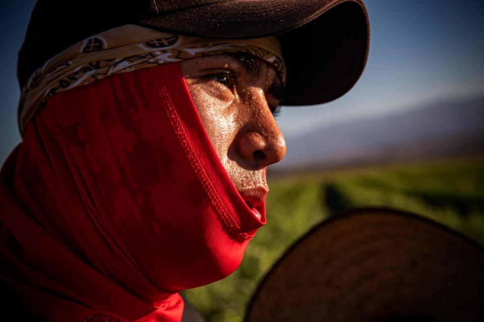 A man picks okra in the Coachella Valley.