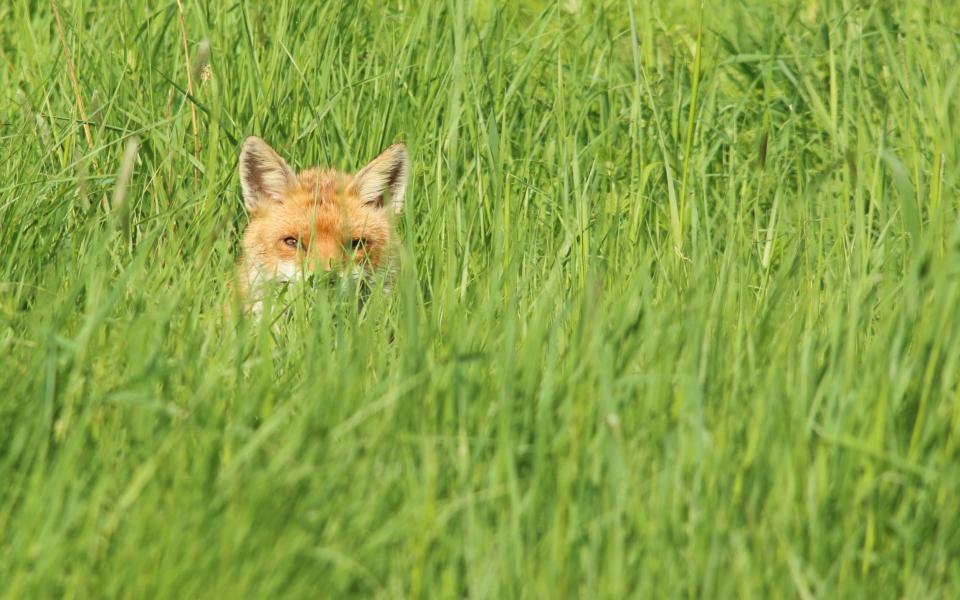 a fox peeps out from the long grass in Perivale Wood, Middlesex - getty