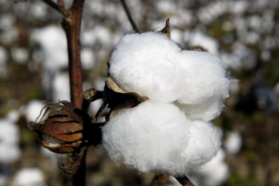 Cotton was picked by African American slaves: Getty Images