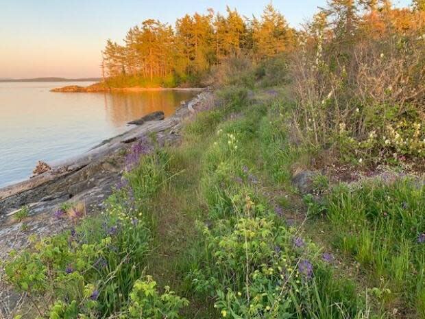 This Garry Oak maritime meadow on Halibut Island is one of a few remaining Garry Oak ecosystems left on the South Coast of B.C.