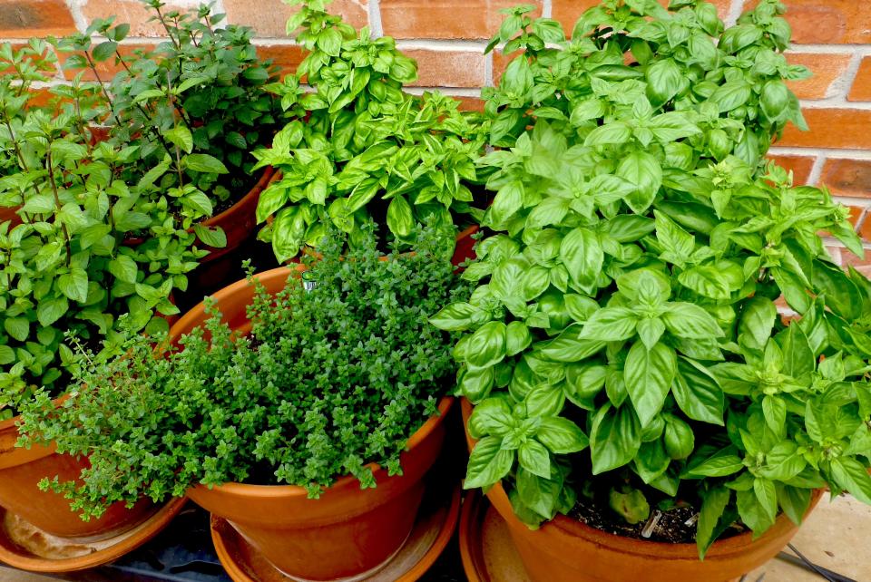 Practical, yet intimate, potted herbs are great holiday gifts.