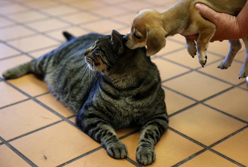 A puppy sniffs a cat at the San Angelo Animal Services shelter during an adoption event Saturday, July 20, 2019.