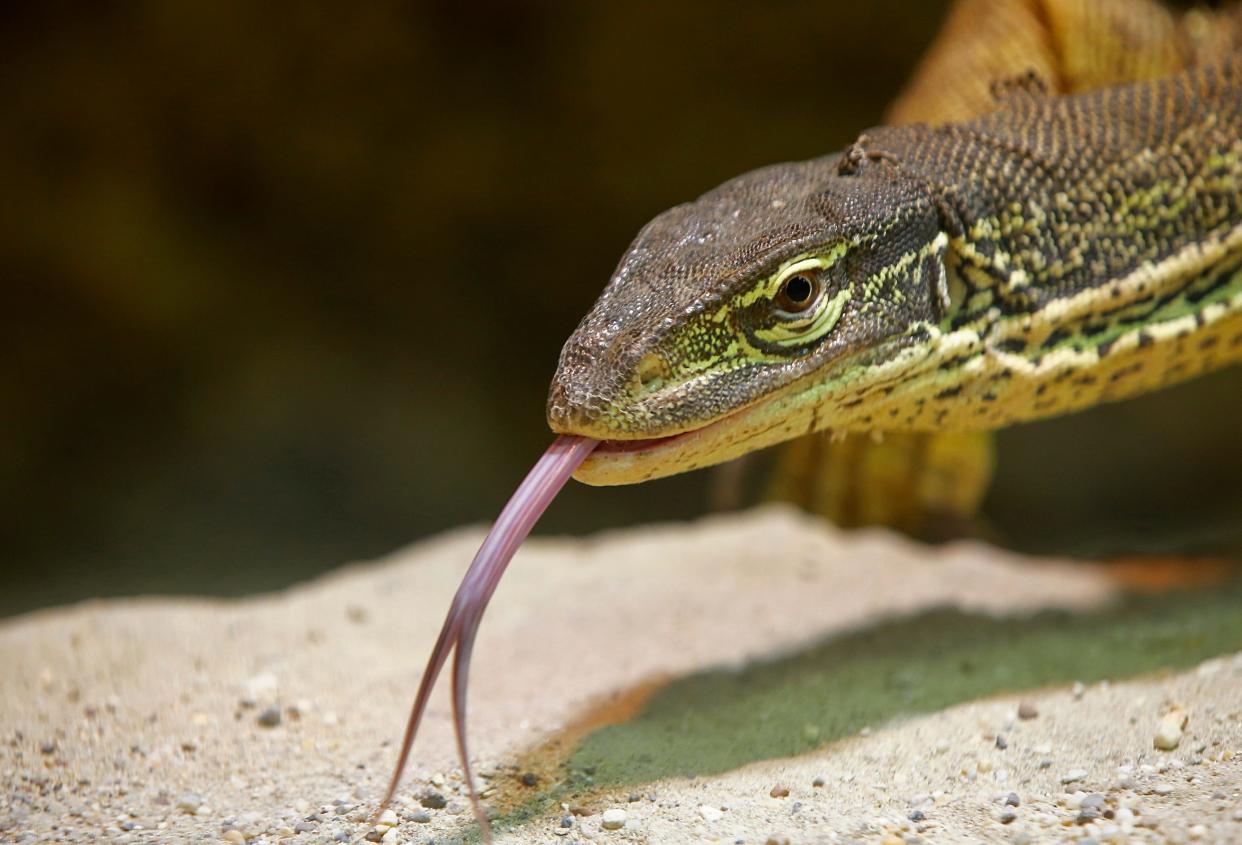 A Sand Goanna also called Gould's monitor (Varanus gouldii)