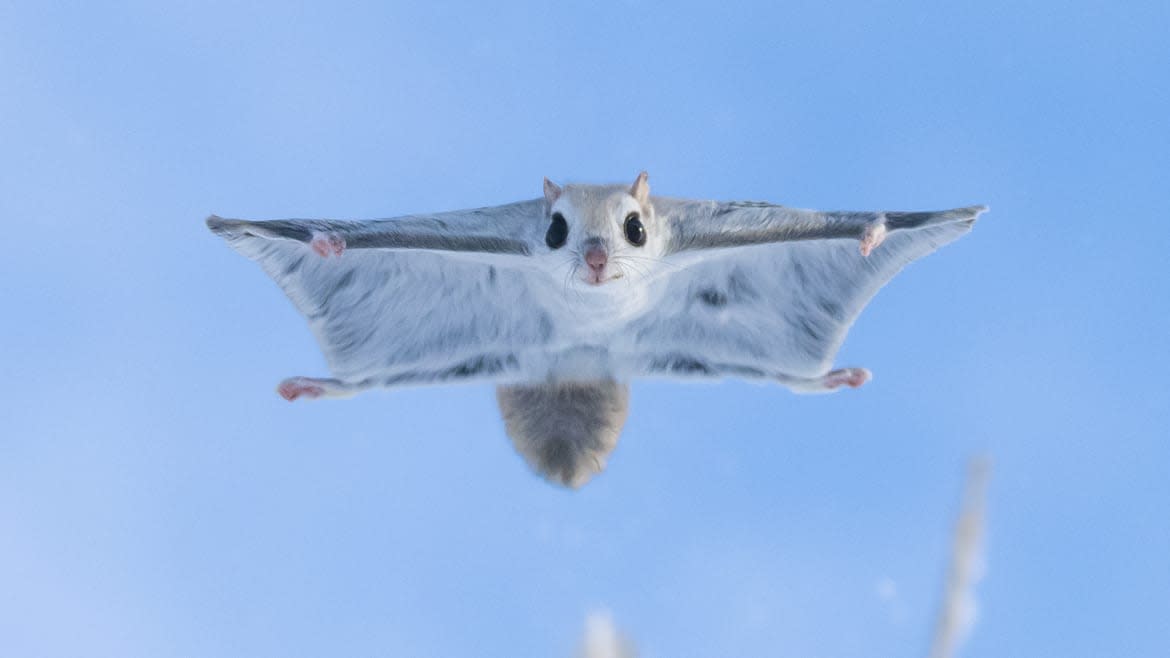 The flying Siberian squirrel was one of the stars of the final episode of Mammals. (BBC)