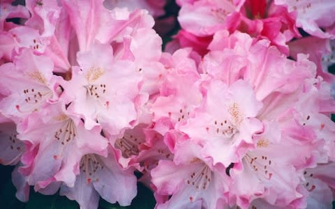 Rhododendron 'Pink Cherub' - Credit: Trials Department Wisley