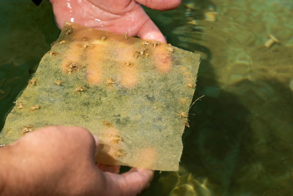 Baby Caribbean king crabs crawl on a mesh that had been placed inside a 270-gallon outdoor mesocosm at Mote Marine Laboratory & Aquarium’s Elizabeth Moore International Center for Coral Reef Research & Restoration.