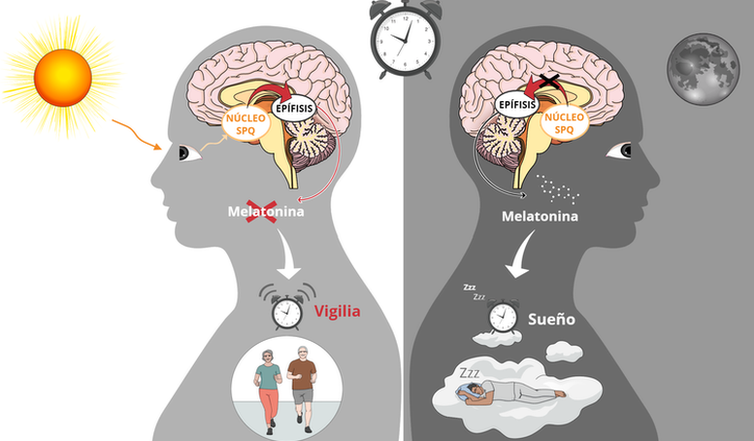 Gráfico que explica la acción de la melatonina