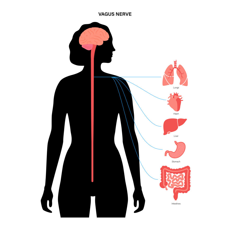 La ilustración muestra el recorrido del nervio vago y los órganos sobre los que influye. Se llama nervio vago del latín vagus "deambular, divagar, pasear" porque deambula por el cuerpo, conectando el tronco cerebral con el resto del cuerpo. Es la forma en que el cerebro se comunica con los demás órganos y tejidos. (Getty)