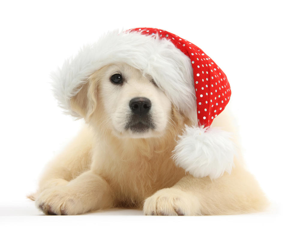 Cats and dogs in Santa hats for Christmas