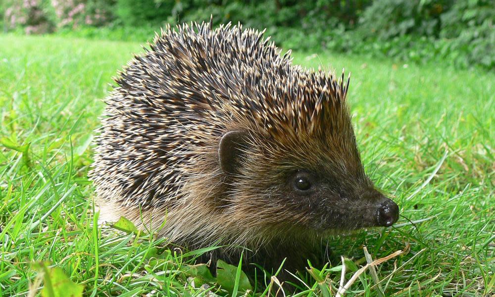 A hedgehog.