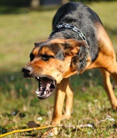 What to do if man's best friend attacks