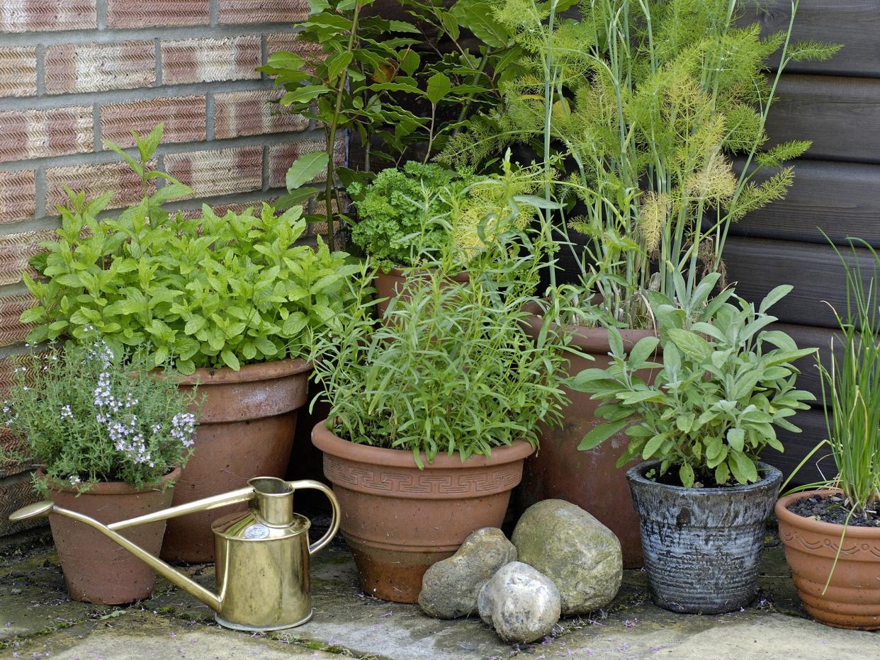 Pot plants have the ability transform a patio into a welcoming and friendly space: Rex