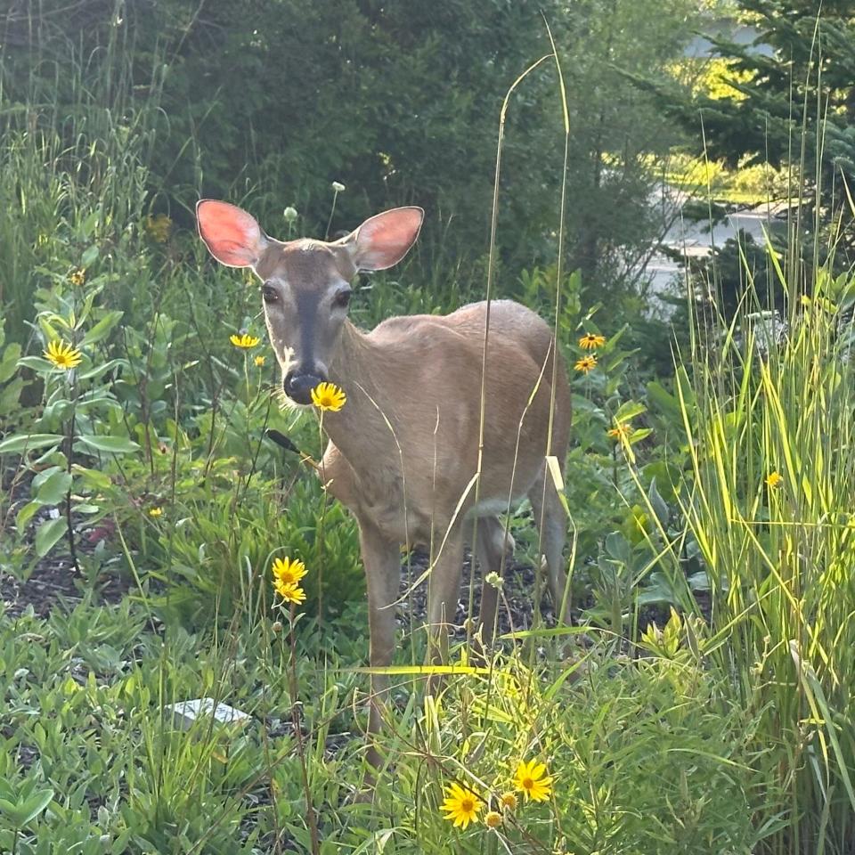 A doe near Bear River Valley trails seen with an arrow in its shoulder on Aug. 20.
