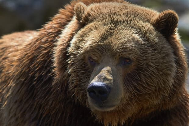 A grizzly bear is pictured in a stock photo. One person has been taken to hospital after an attack in B.C. early Wednesday. (Jakub Moravec/Shutterstock - image credit)