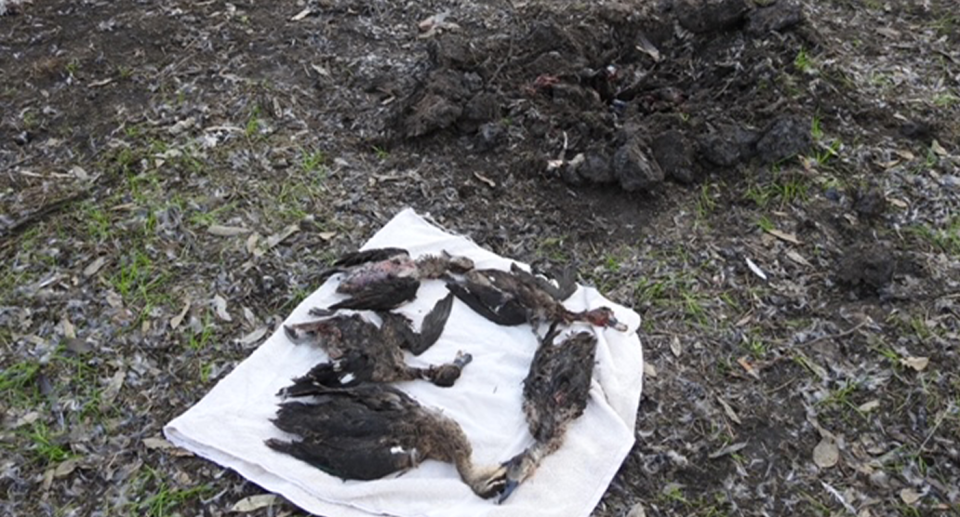 Five dead ducks on a towel in front of the shallow grave they were found in at Lake Koynock. 