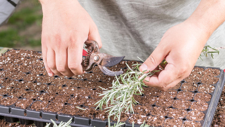 Two hands taking cuttings from rosemary and adding them to starter pots