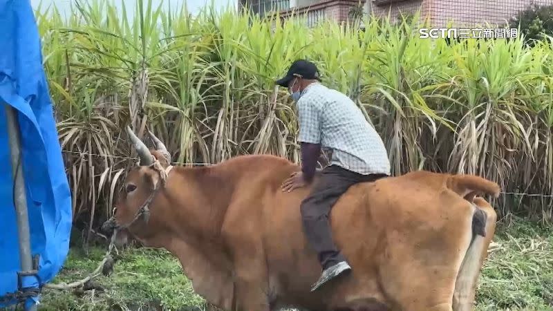 70歲的陳阿伯飼養黃牛寵物，並示範如何爬上牛背發號司令。