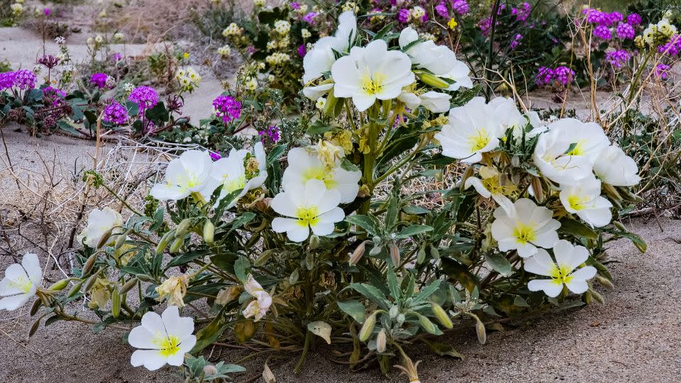 Desert sand verbena and dune evening primrose wildflowers bloom in Anza-Borrego Desert State Park's Coyote Canyon on Thursday, March 14. - Danny L. McCamish/California State Parks