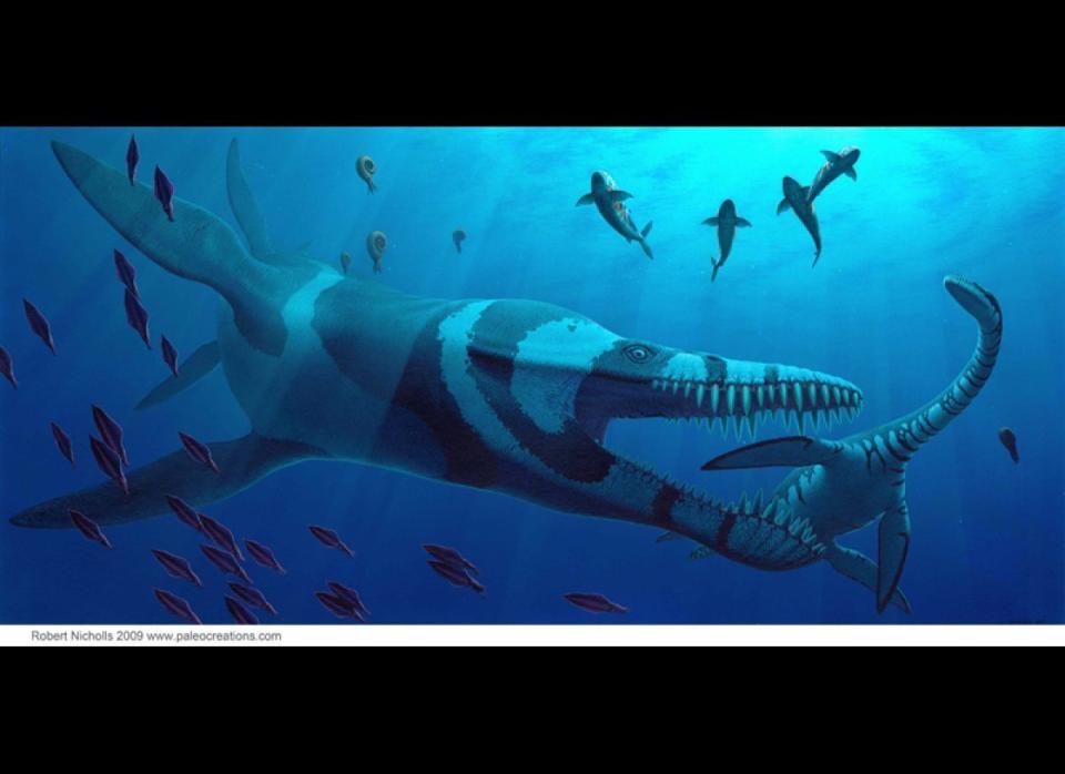 A 36-foot-long Pliosaurus attacks the plesiosaur Cryptoclidus, a marine reptile from the Late Jurassic Period. Also shown: the fish Pachycormus, a shoal of the belemnite Belemnoteuthis, and the ammonite Pectinatites.  Acrylic Painting, 2008.
