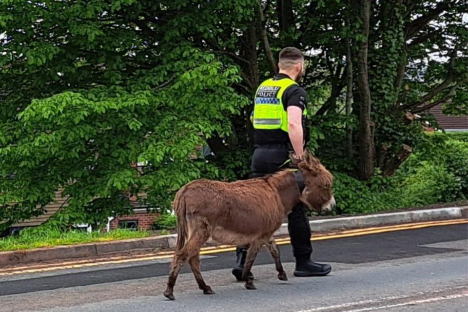 South Wales Argus: Donkey being escorted home
