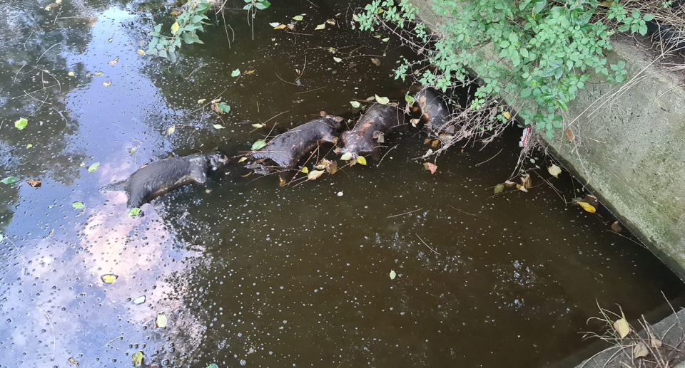 Several dead possums floating in a canal at Kurnell. Source: Supplied