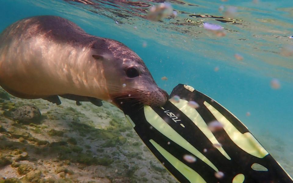 Beware of hungry Australian sea lions