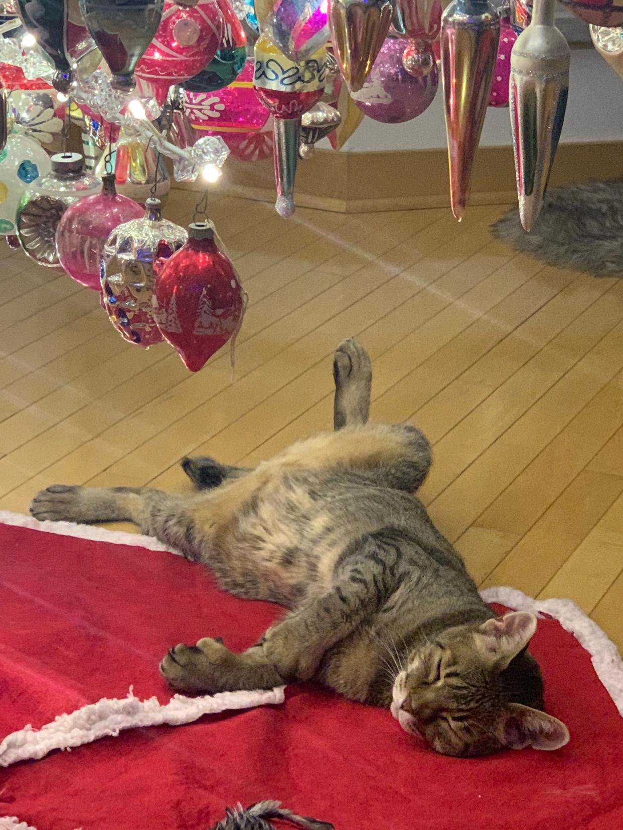 Kevin Milaeger's cat, Ajax, relaxes under a Christmas tree in his Caledonia home. Milaeger has a collection of thousands of vintage ornaments that he decorates with every year, but he said Ajax leaves them alone.