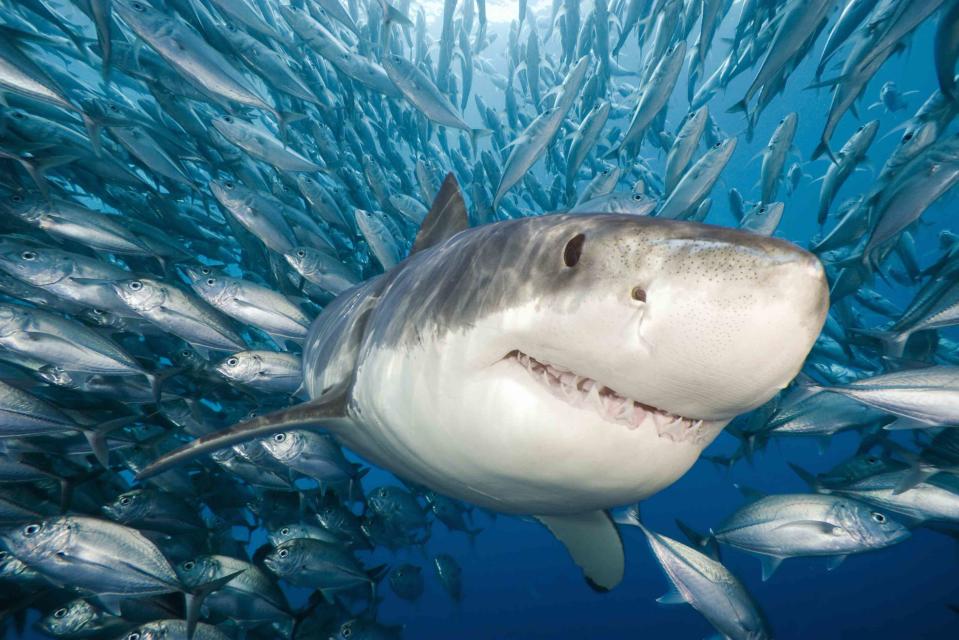 Dave Fleetham / Design Pics/Perspectives/Getty Images Great White Shark, Guadalupe Island, Mexico