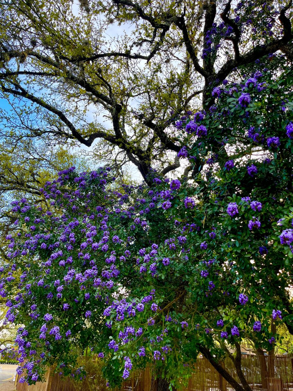 mountain laurel plant by Barton Springs Nursery