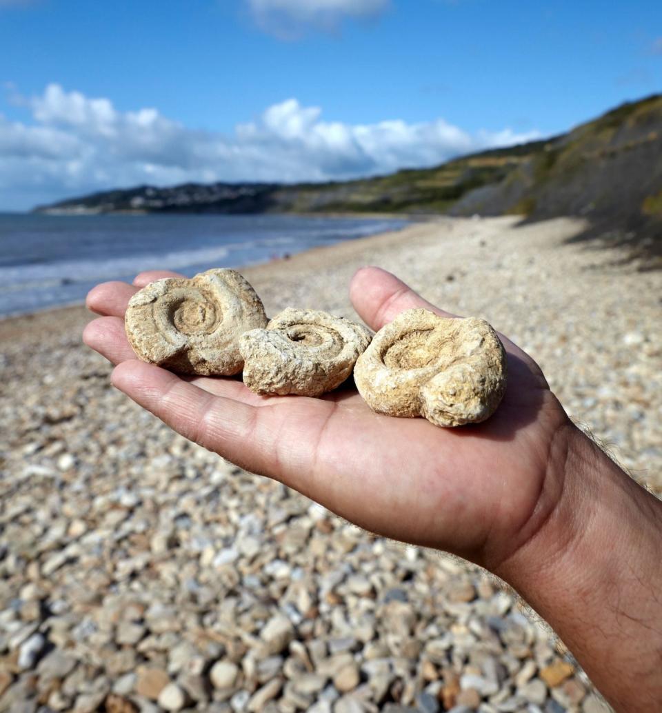 Απολιθώματα που βρέθηκαν στην ακτή του Ντόρσετ