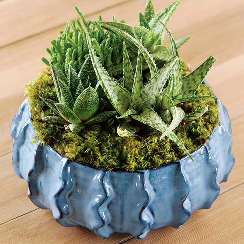 <p>No time to remember to water any plants? No problem. Gift a succulent to the loved one on your list who's crunched on time but in need of a little greenery. </p><p>Buy it <a rel="nofollow noopener" href="https://www.oliveandcocoa.com/product/bleu-succulent-potager/succulents-and-plants?gclid=Cj0KEQiA08rBBRDUn4qproqwzYMBEiQAqpzns2bOIbfoiSeEQX0eZAfyPPxoy1qAR6OwOPdK_juA9tsaAibp8P8HAQ" target="_blank" data-ylk="slk:here;elm:context_link;itc:0;sec:content-canvas" class="link ">here</a> for $78.</p>