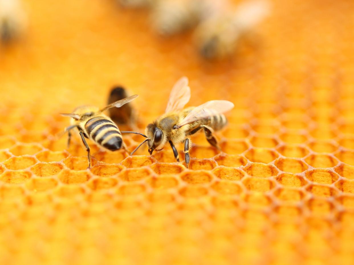 Beekeeping is a growing phenomenon in Berlin: iStock