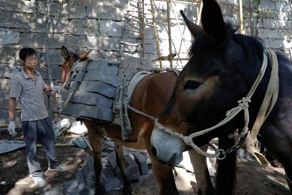 <p>A worker unloads bricks from mules at the Jiankou section of the Great Wall, located in Huairou District, north of Beijing, China, June 7, 2017. “The path is too steep and the mountains are too high, so bricks can only be transported by mules,” said local mule owner Cao Xinhua. (Photo: Damir Sagolj/Reuters) </p>