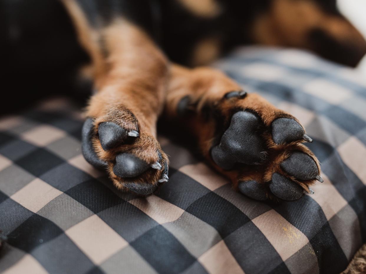 A close-up of a dog's paws.