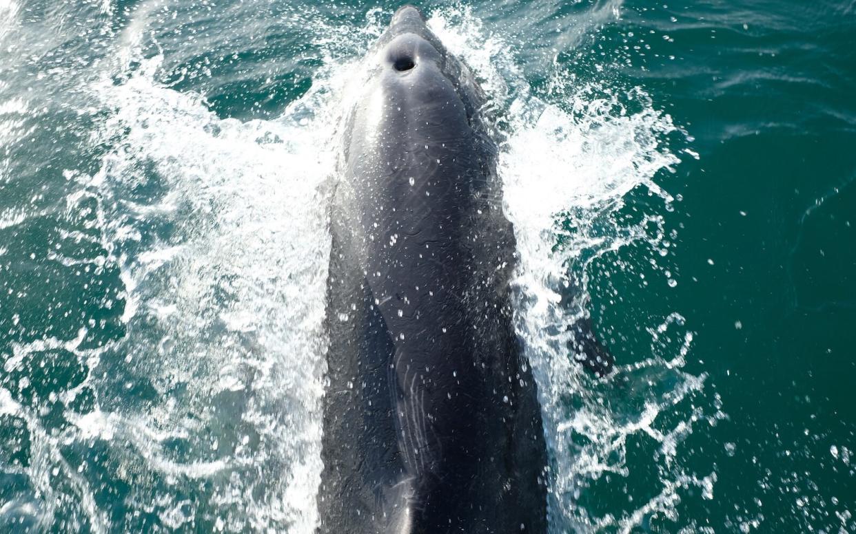 Dolphins Helena Bay New Zealand