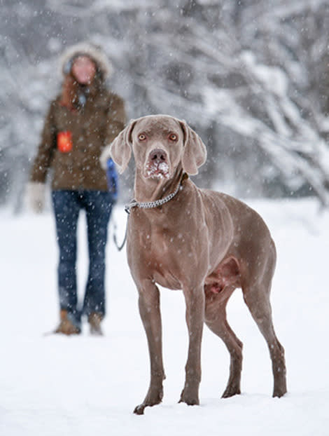 Brrrr! This pup could use a coat to stay warm.