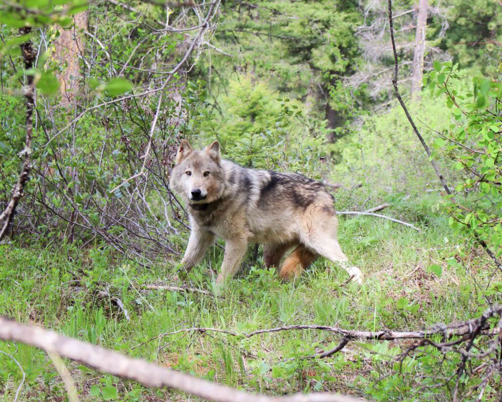 A gray wolf in the wilderness in Washington state.