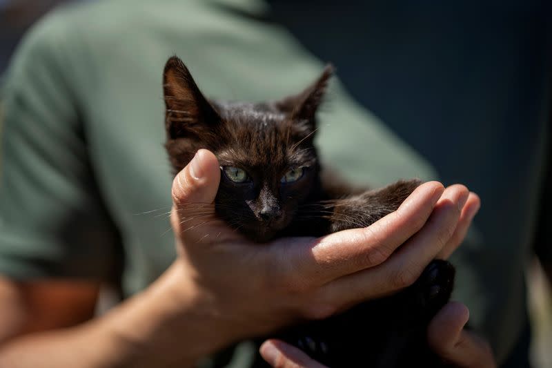 A member of the Ukrainian Special Forces holds 'Snake', a small kitten rescued from Snake Island after it was recaptured by the Ukrainian Armed Forces, in Kyiv