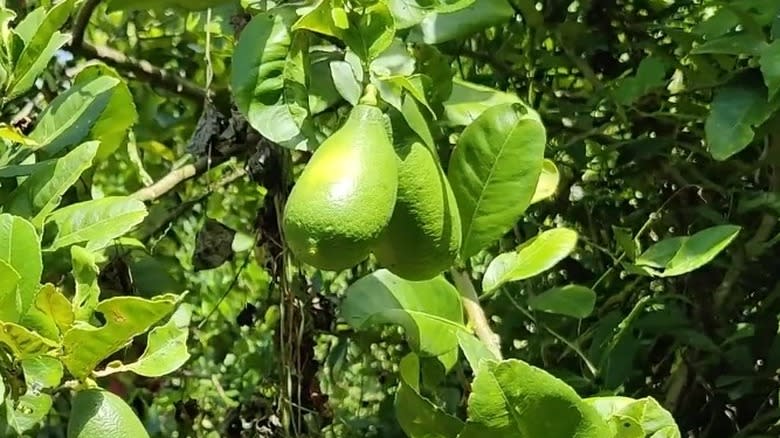 Assam lemons growing on tree