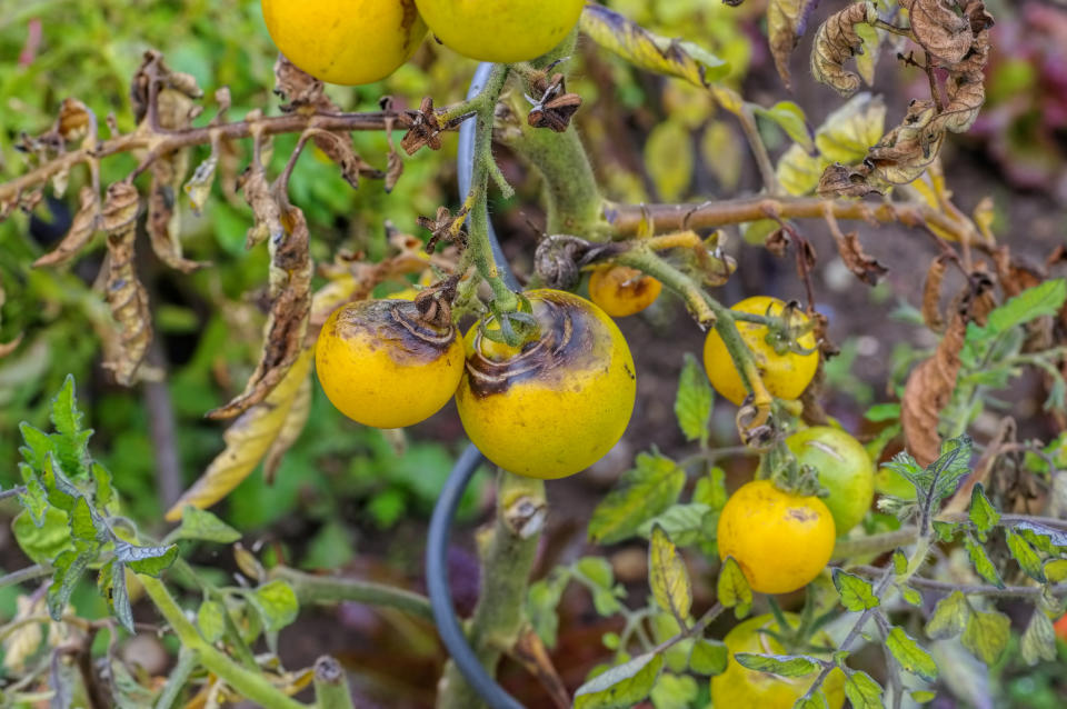 Ärgerlich für jeden Gärtner: Die Kraut- und Braunfäule kann schnell die ganze Ernte vernichten. (Bild: Getty Images)