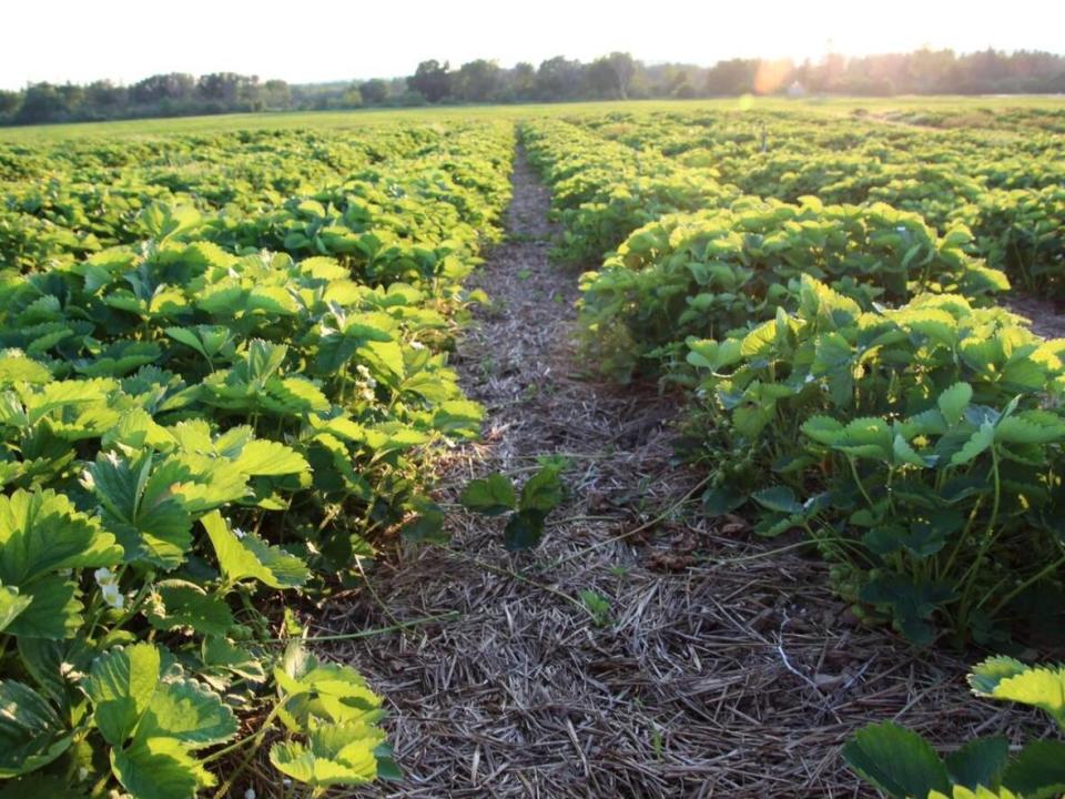 A mild spring for some parts of the province means bigger strawberries this season. (Katie Hartai/CBC - image credit)