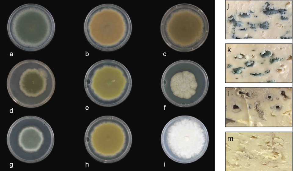 Les champignons souches obtenus par les scientifiques.