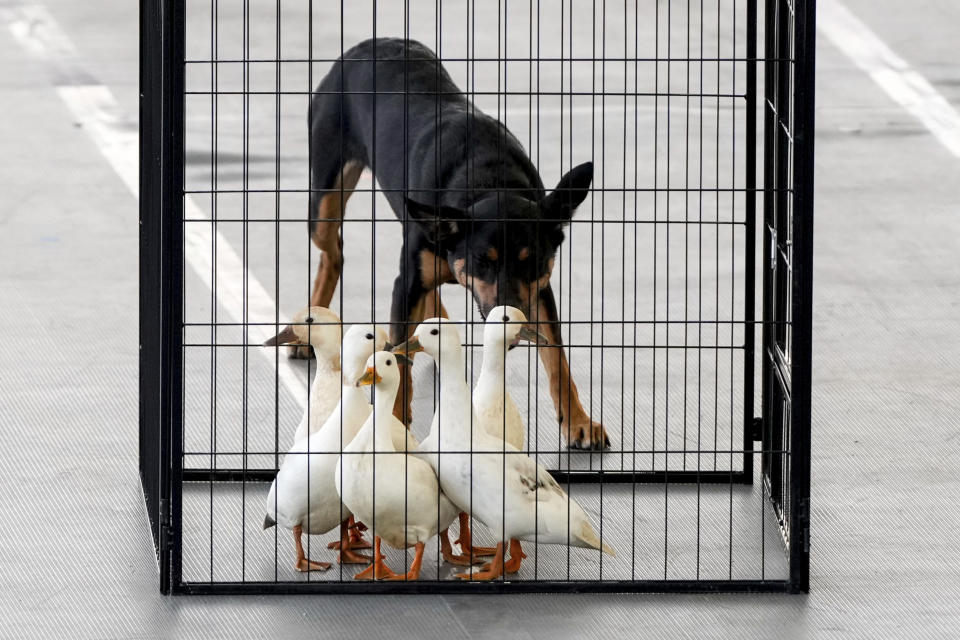 A dog herds ducks into a cage during a herding demonstration at the 148th Westminster Kennel Club Dog show, Saturday, May 11, 2024, at the USTA Billie Jean King National Tennis Center in New York. (AP Photo/Julia Nikhinson)