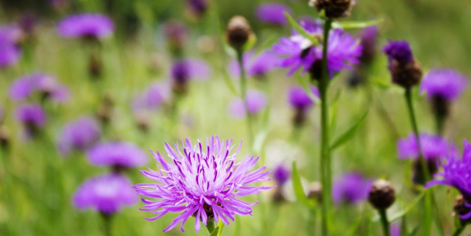 chelsea flower show to rebrand weeds as 'hero plants'