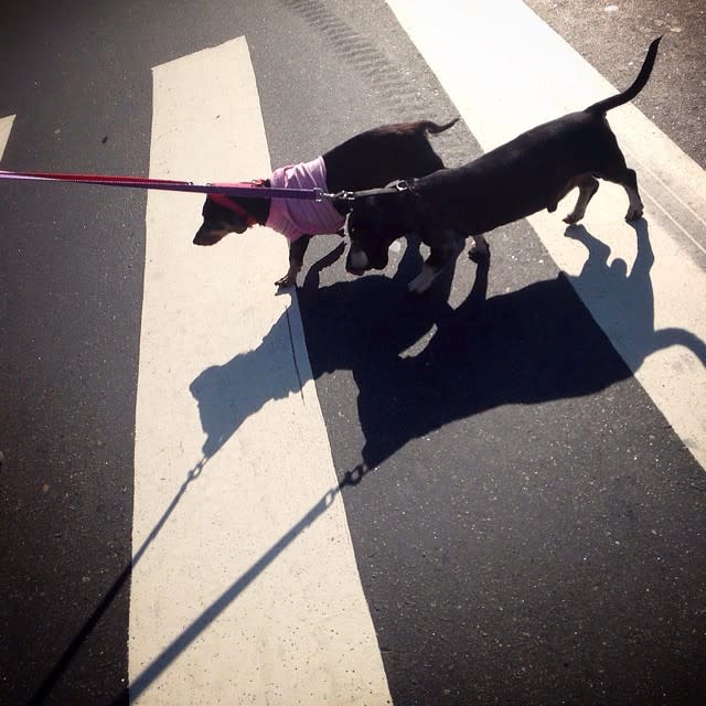 Dog Autumn fashion - it's a practicality thing. (AP Photo/Wong Maye-E)