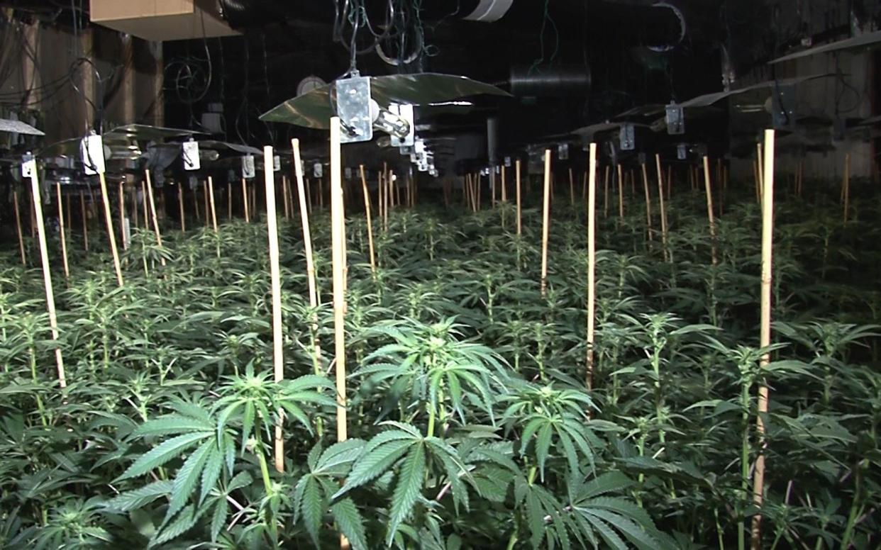 Cannabis farm in Manchester 