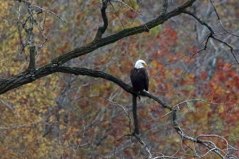 Ohio’s bald eagle restoration program involve a  four-pronged: fostering, education, rehabilitation and artificial nest bases.