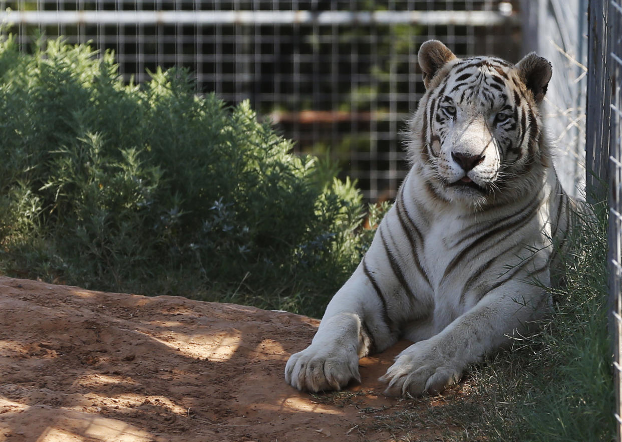 FILE - In this Wednesday, Aug. 28, 2013, file photo, one of the tigers living at the Greater Wynnewood Exotic Animal Park is pictured at the park in Wynnewood, Okla. The animals were moved to a different zoo called, Tiger King-Zoo in Thackerville, Okla. Federal authorities have seized 68 big cats from Netflix's "Tiger King" stars Jeffrey and Lauren Lowe's animal park in Thackerville. The U.S. Department of Justice announced on Thursday, May 20, 2021, the seizure of the federally protected lions, tigers, lion-tiger hybrids and a jaguar. (AP Photo/Sue Ogrocki, File)