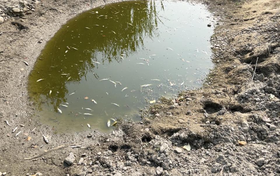 Dozens of dead fish are found in Beaver Creek, which has essentially run dry. This portion of the creek runs through the MD of Pincher Creek.